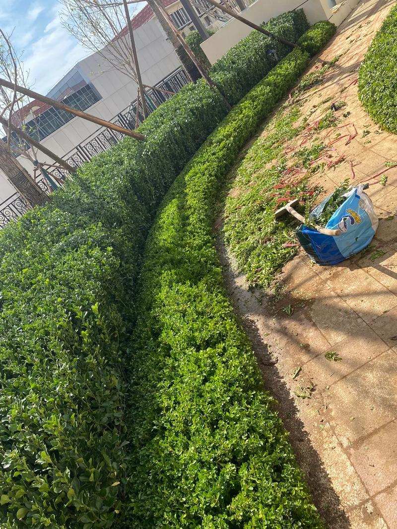 小區(qū)里的春夏，藏在園林綠化的故事里